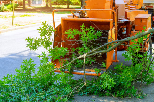 Macon, MS Tree Care Services Company